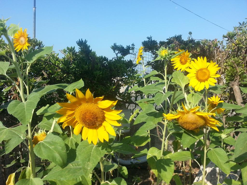 Il Girasole Formia Guesthouse Rooms מראה חיצוני תמונה